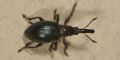 Aspidapion aeneum